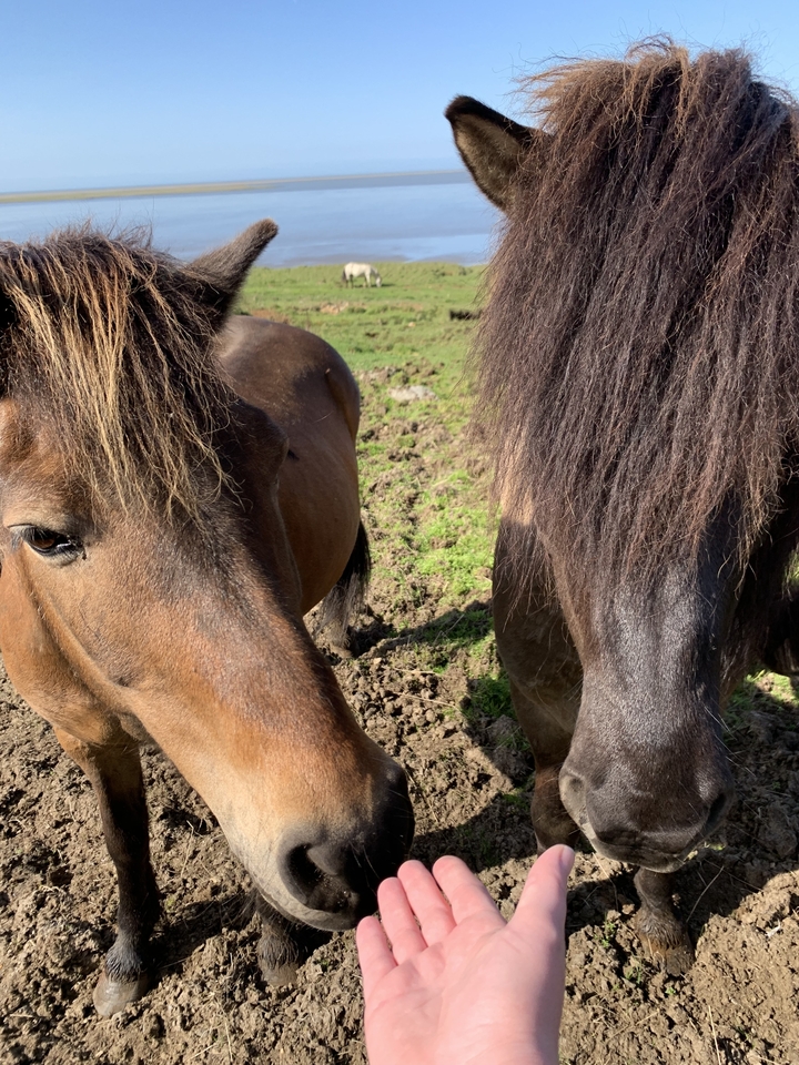 Close up of two Icelandic horses' faces with a grassy field background.