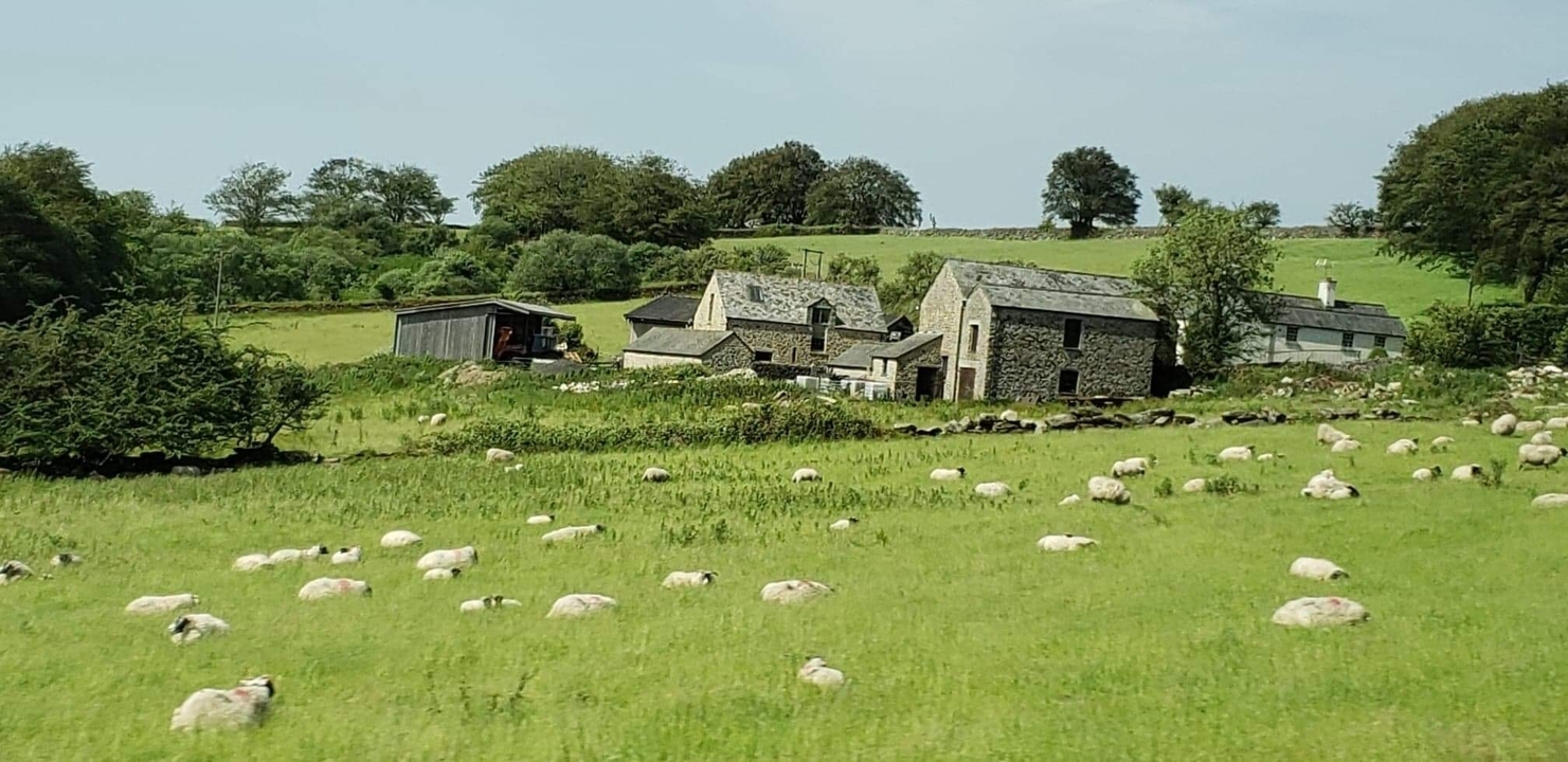 Farm with green fields and sheep