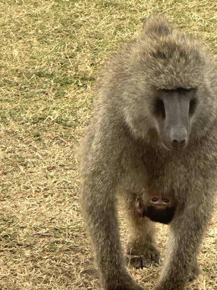 Baboon with a baby on its back in a grassy area.