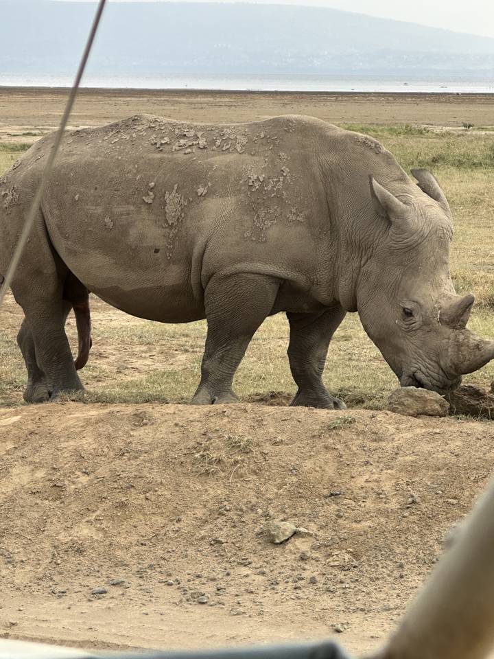 A rhinoceros standing on a grassy area.
