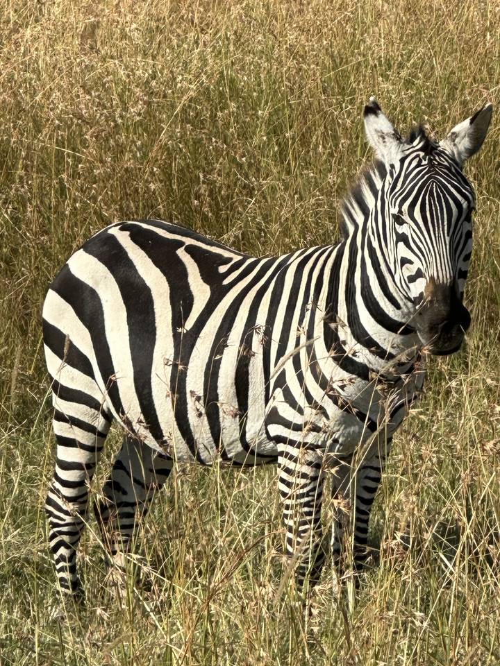 A zebra lying on the grass.