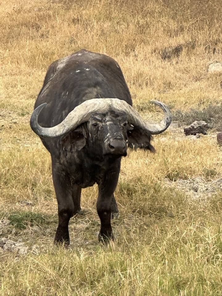 A buffalo standing on grassy terrain.