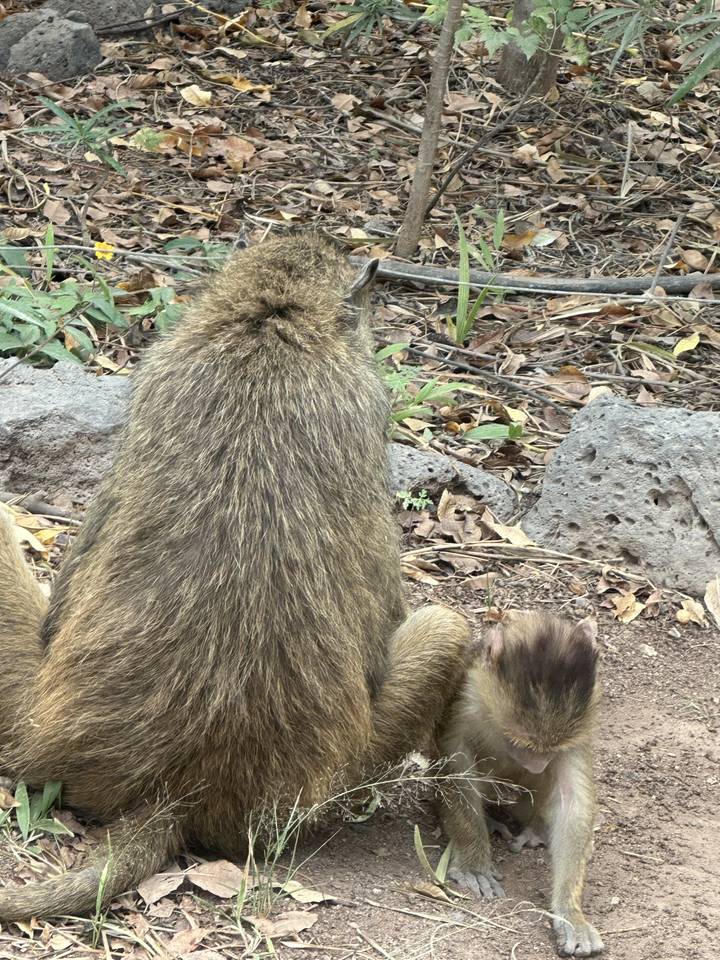 A monkey sitting on the ground.