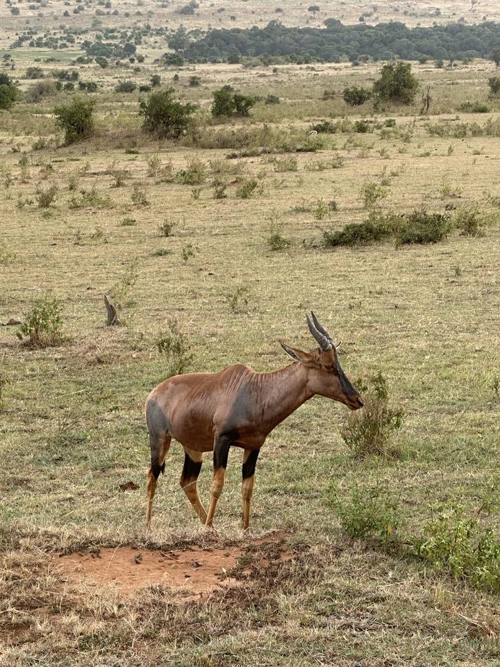 An antelope standing in a grassy area.