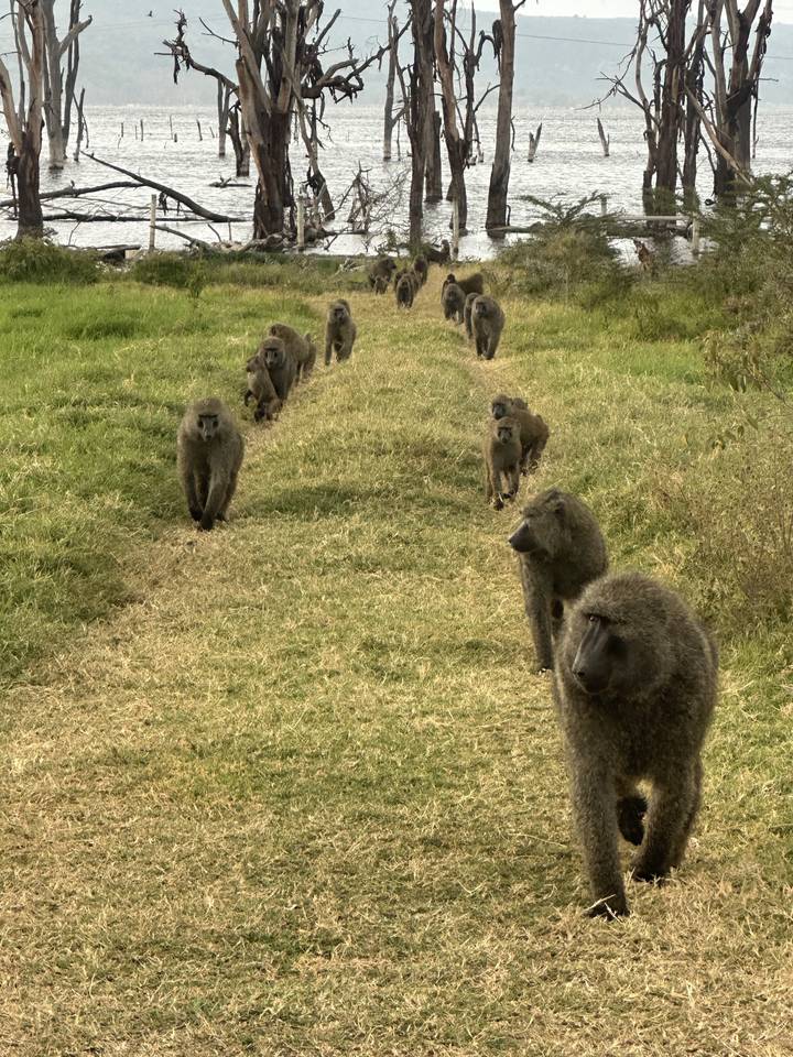 A troop of baboons walking in a field.