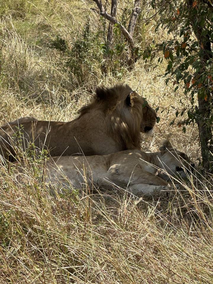 A lion lying on the ground with vegetation around.