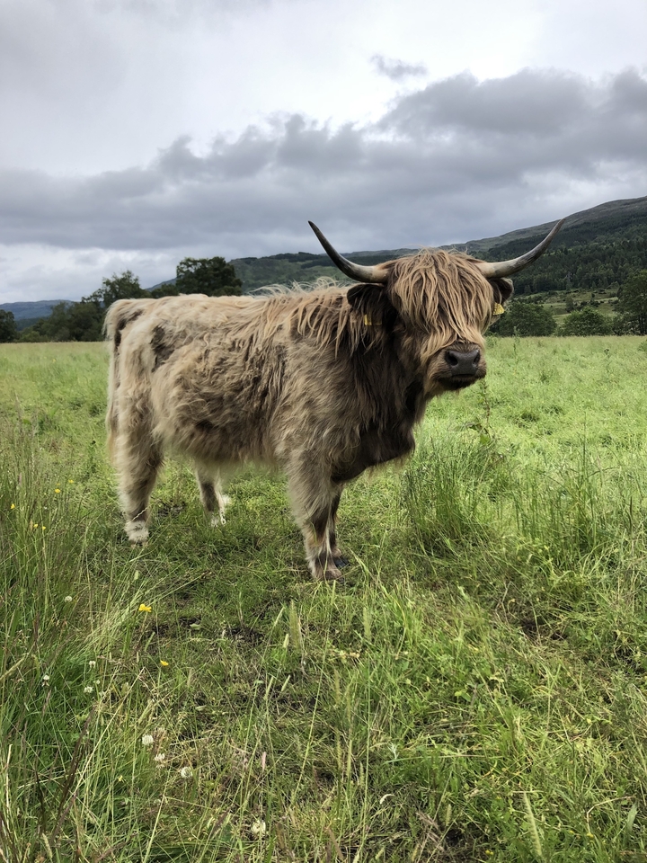 Highland cow standing in a grassy field.