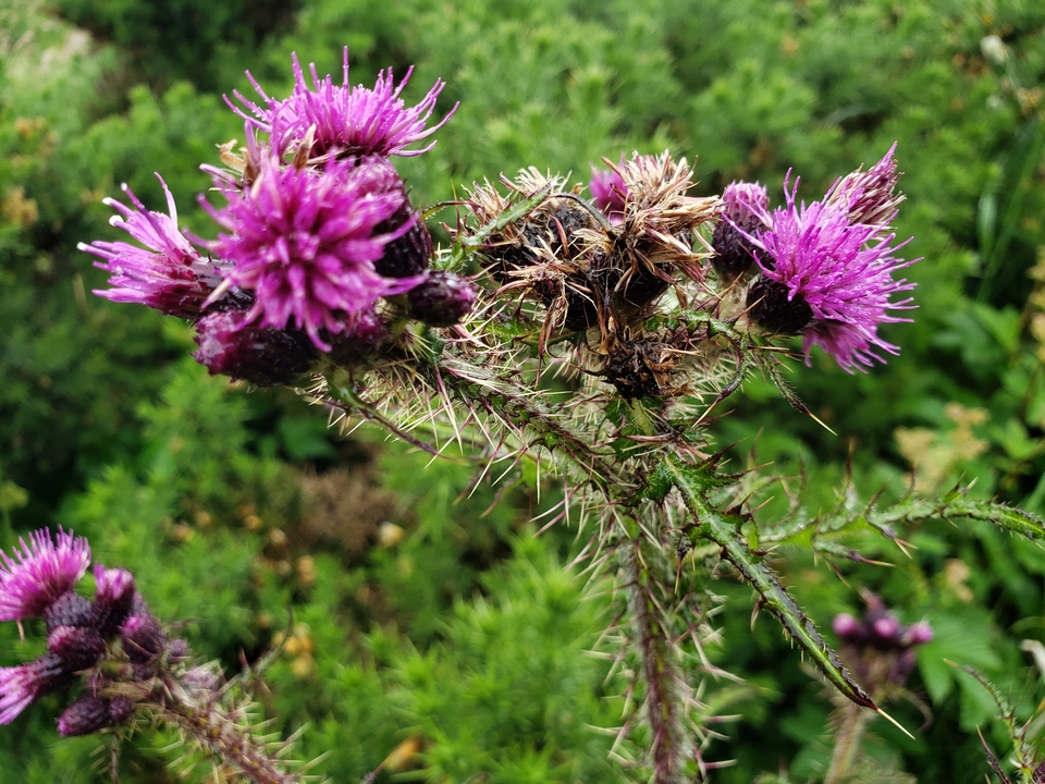 Close-up of Scottish thistle flowers.