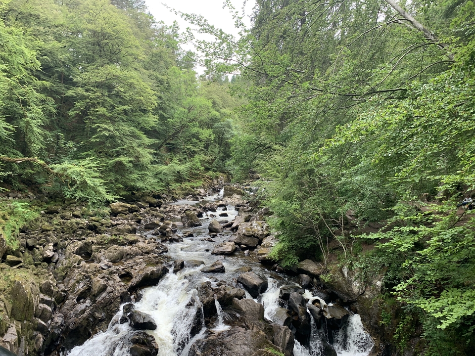Forest river with rocks and greenery.