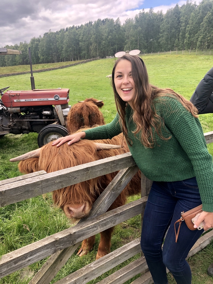 Person petting a Highland cow with a rustic background and farm equipment.