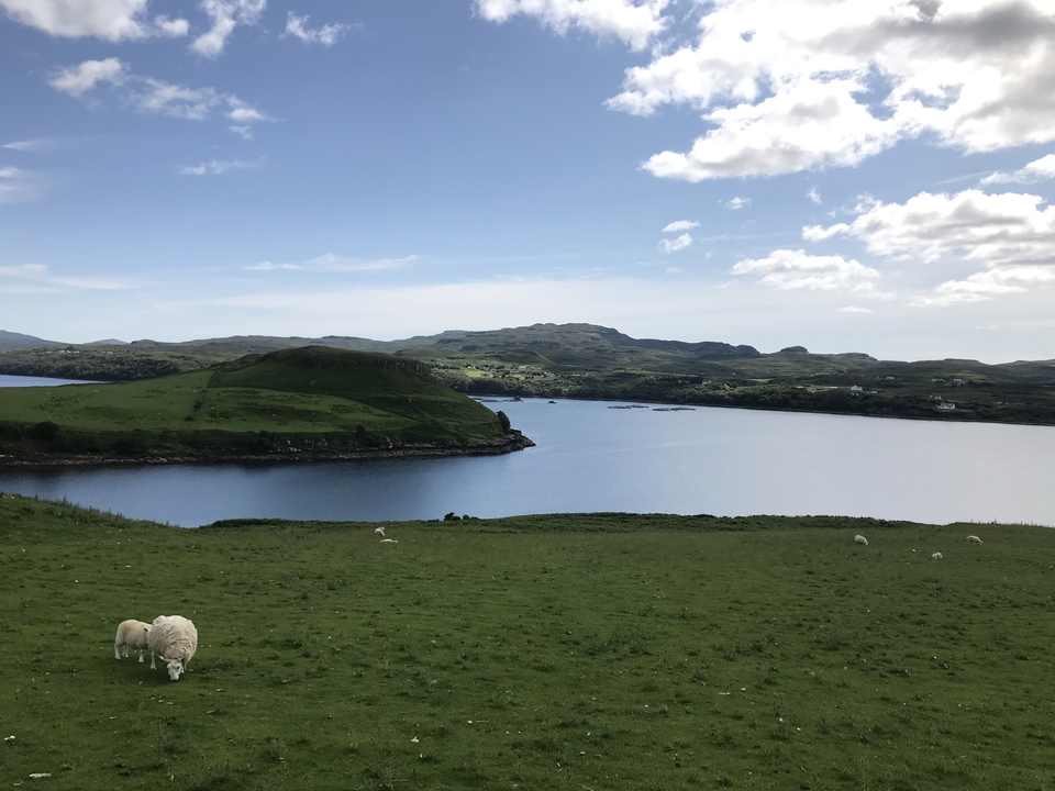 Pastoral landscape with sheep and a body of water.