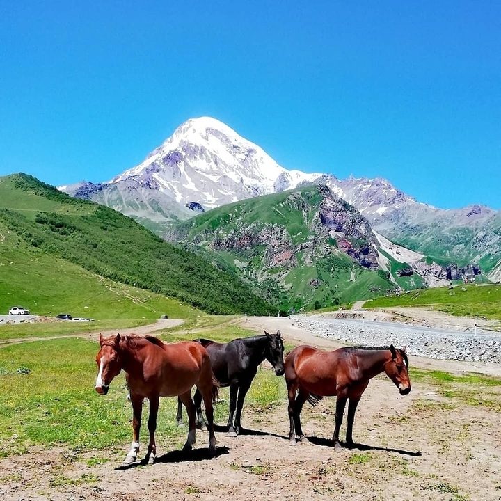 Three free-roaming horses graze on a green alpine meadow beneath the snow-capped peak of Mount Kazbek.
