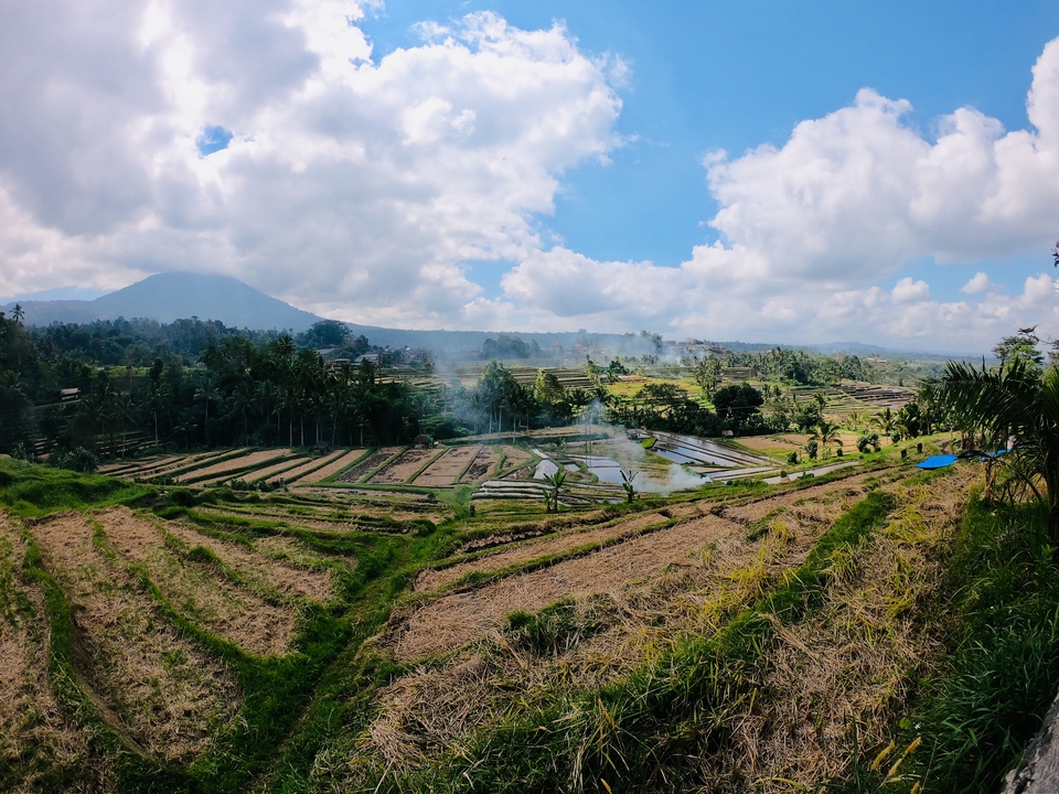 Lush terraced rice fields with a view of a mountain.