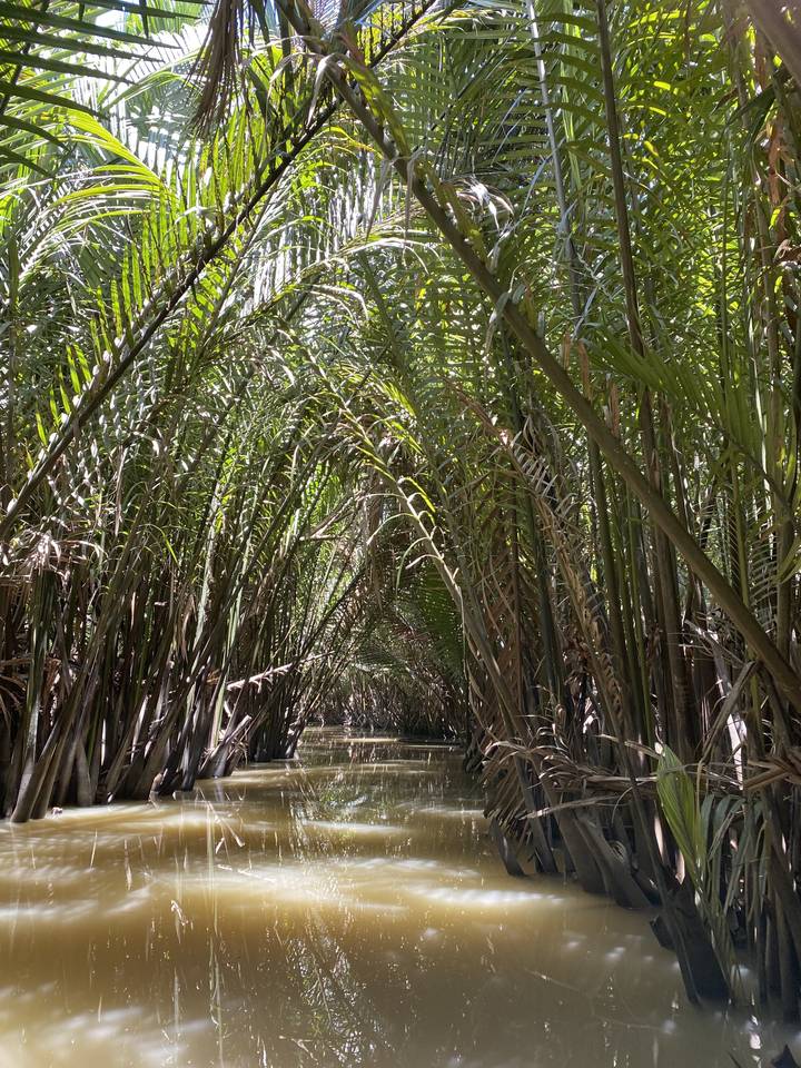Close-up of tangled palm leaves and water reflecting light.