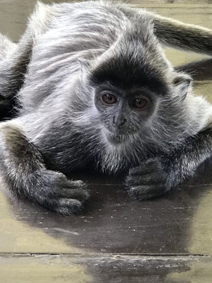 Close-up of a primate lying on a surface.