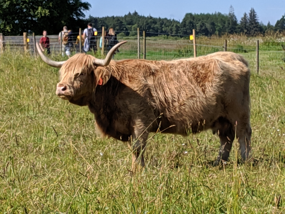 Highland cow standing in a grassy field with a few people in the background.