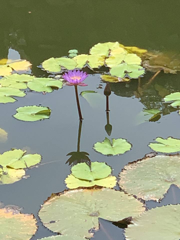 Pink and green lilies in a pond.
