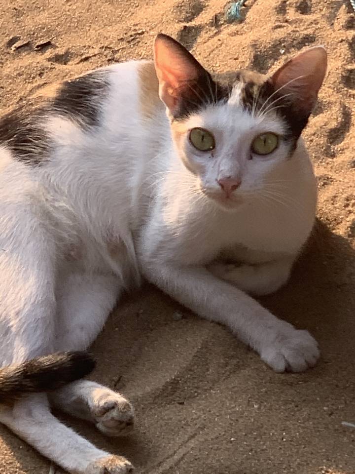 Cat lying on sandy ground.