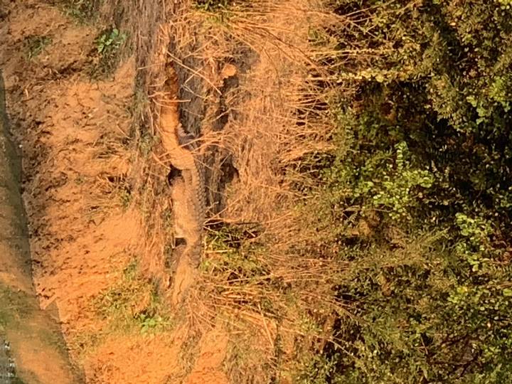Crocodile camouflaged in bushes and dry mud.