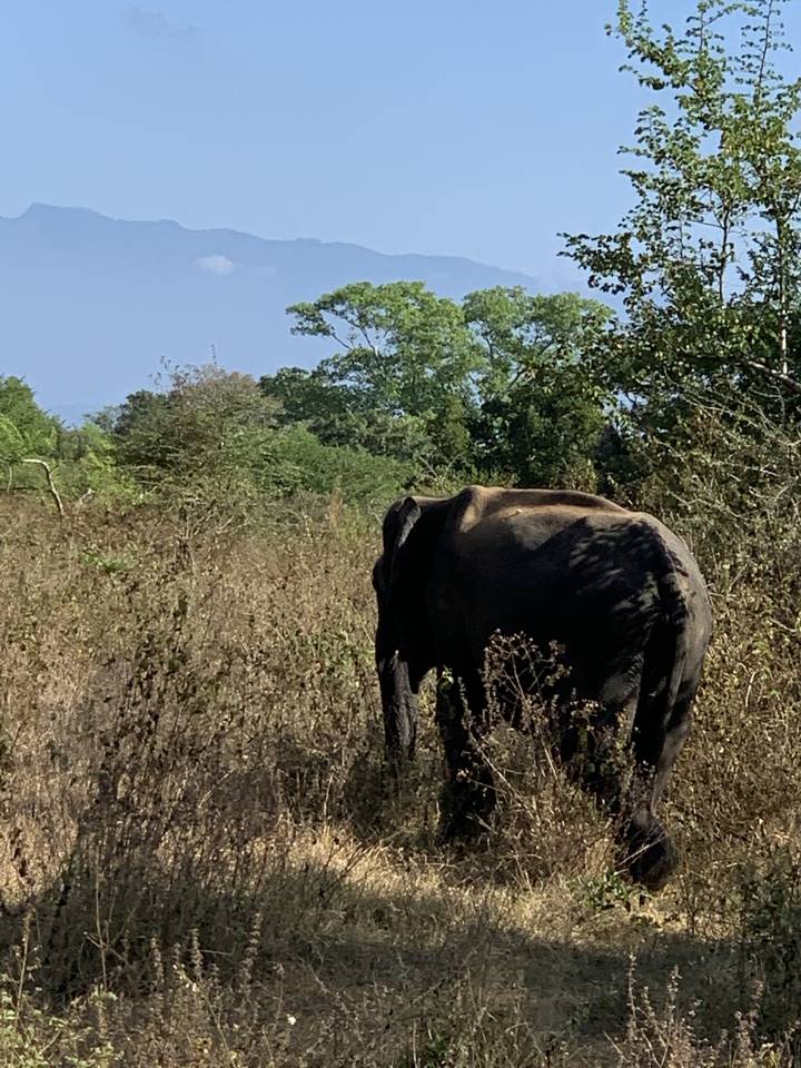 An elephant walking along a forest edge.