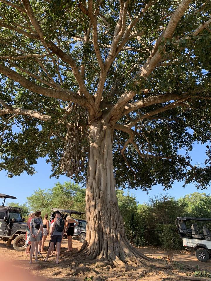 Large banyan tree with people around.