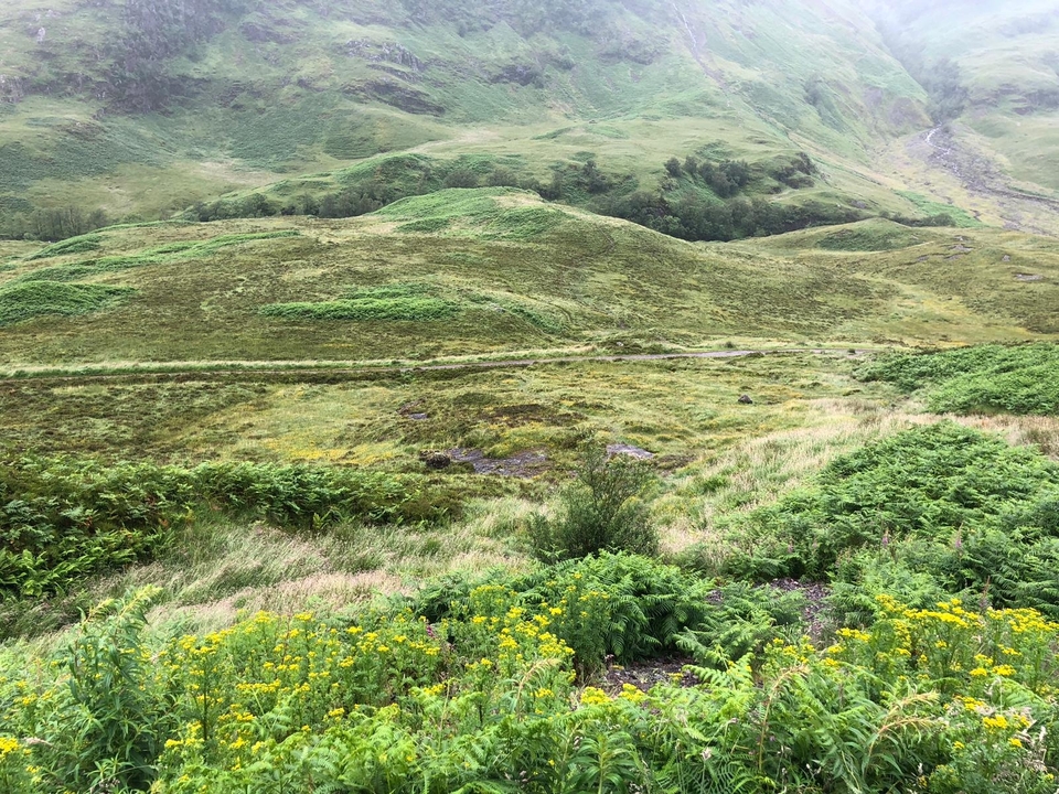 Lush green hill landscape with trails.