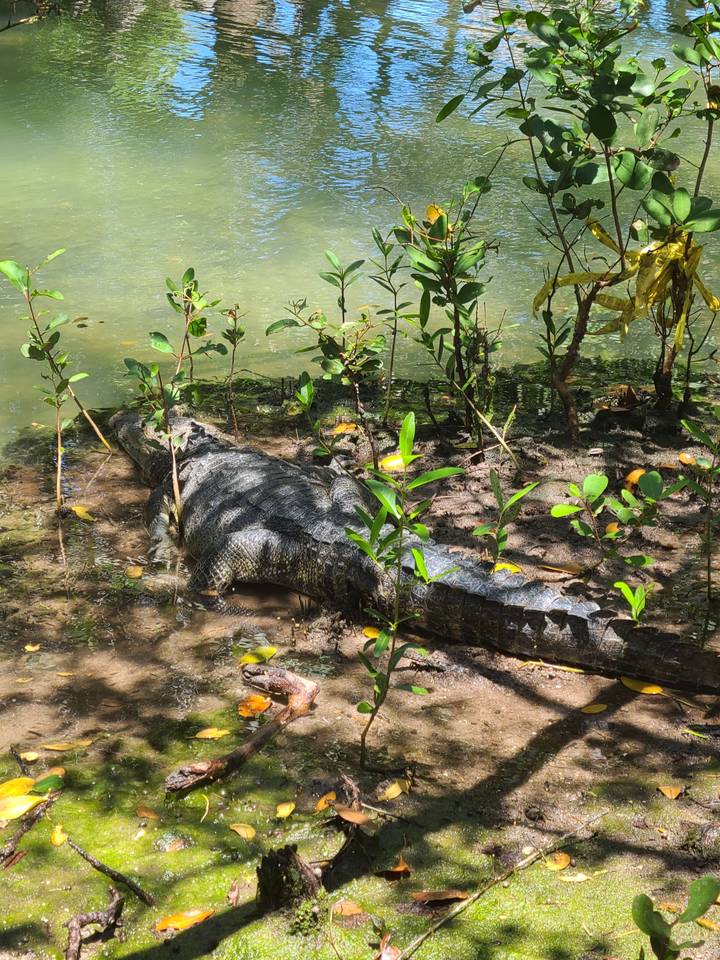 Crocodile resting by a body of water in a shaded area.