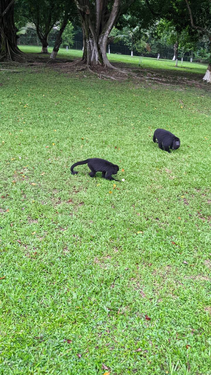 Two black monkeys foraging on a grassy field.