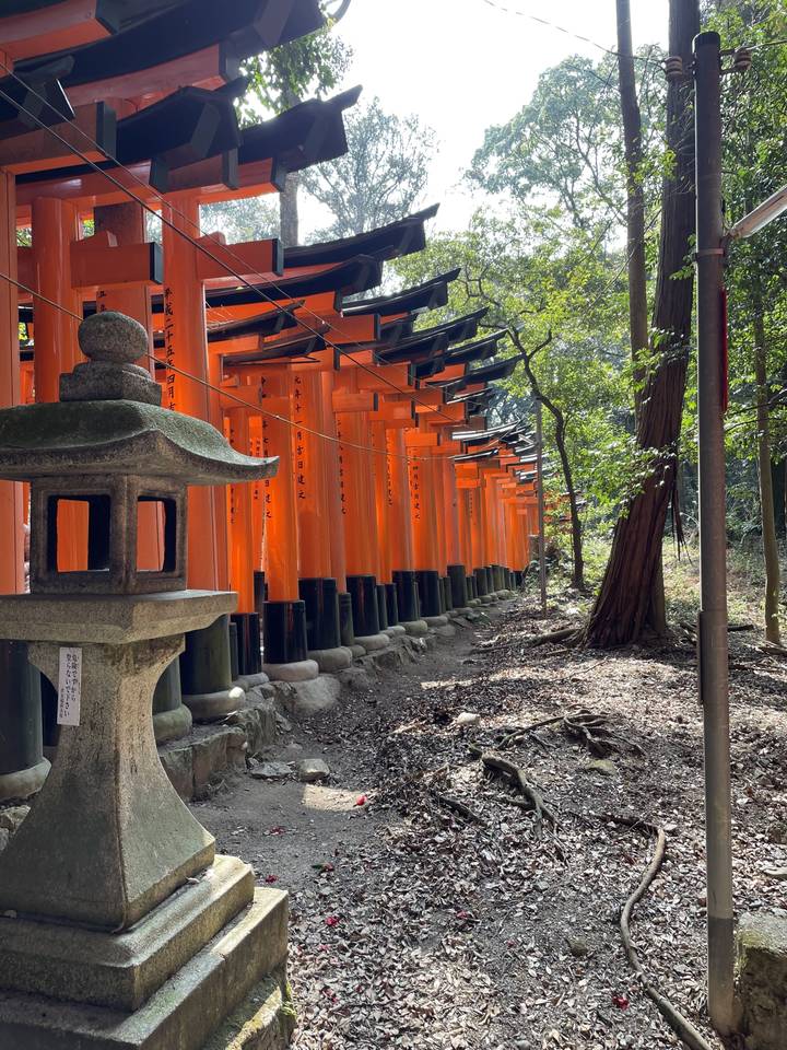 A row of red torii gates in the forest.