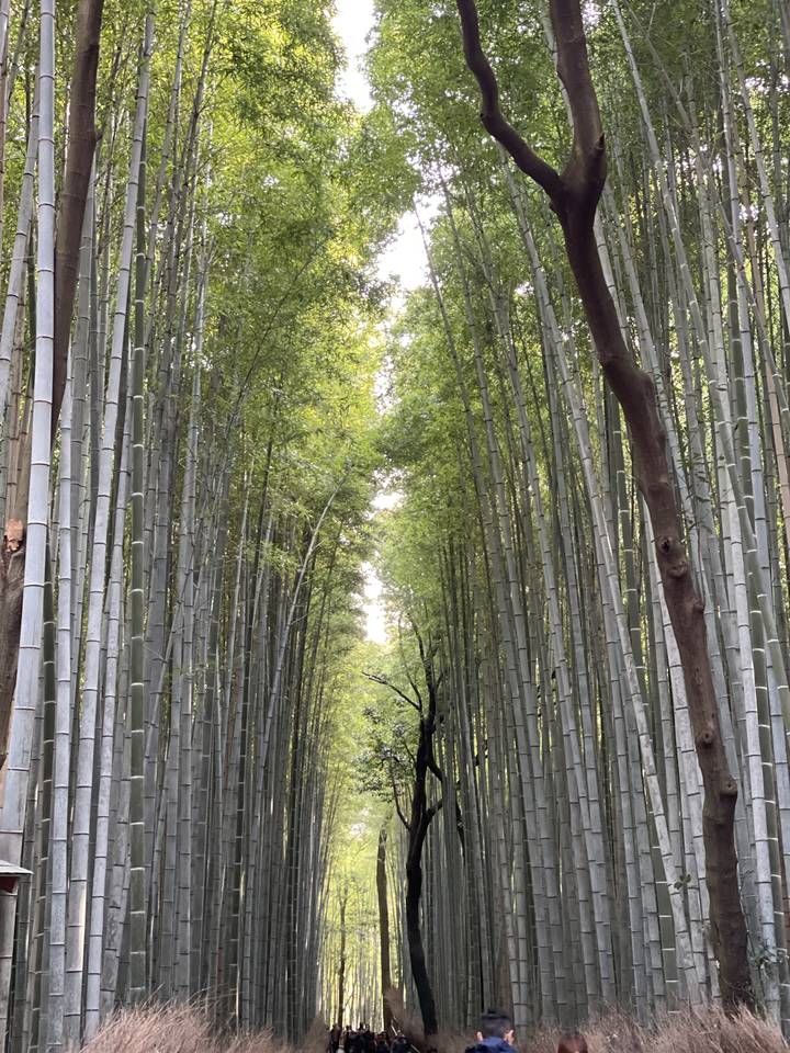 Bamboo forest with tall trees.