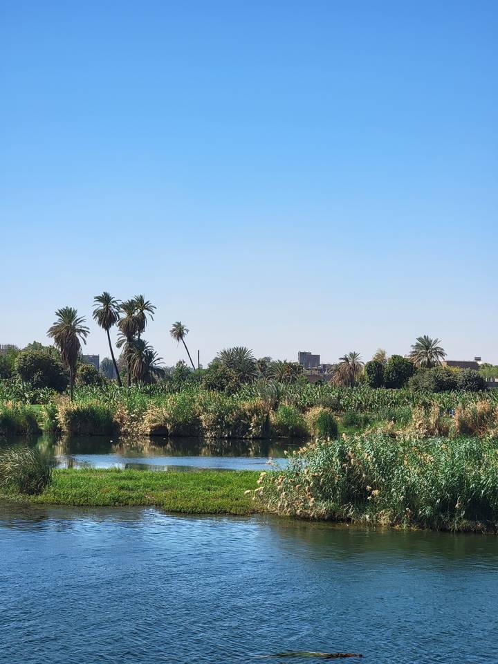 Palm trees and greenery along a riverbank.
