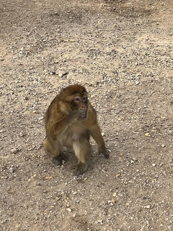 Monkey sitting on a path.