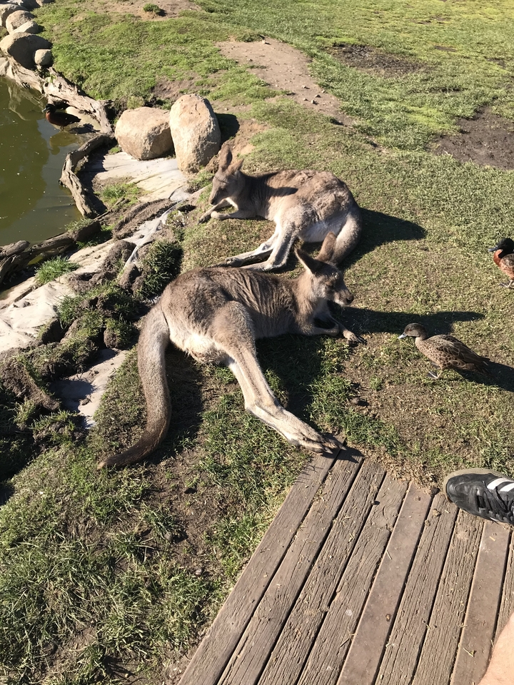 Kangaroos lying on grass with a duck nearby.