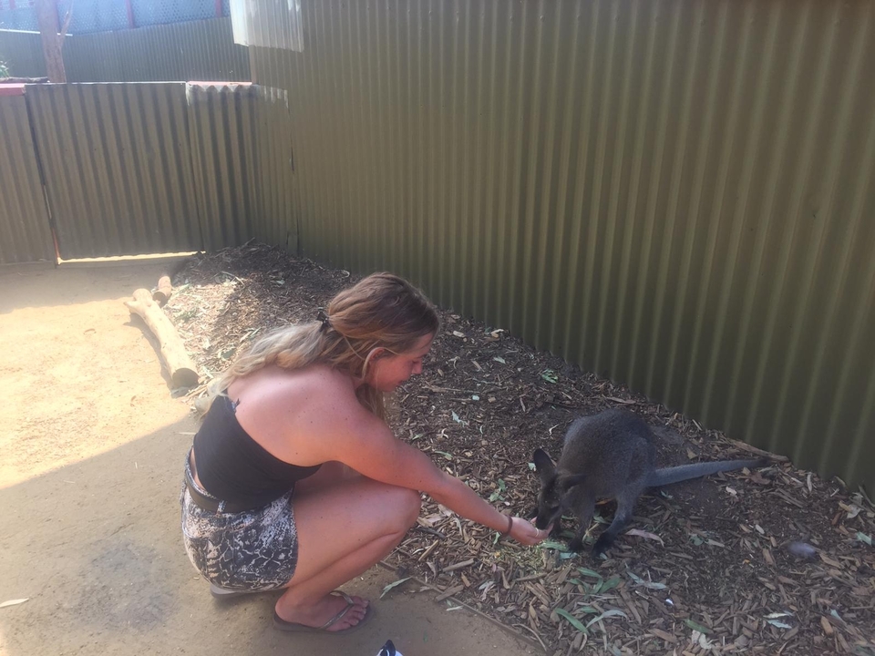 Woman feeding a small kangaroo.