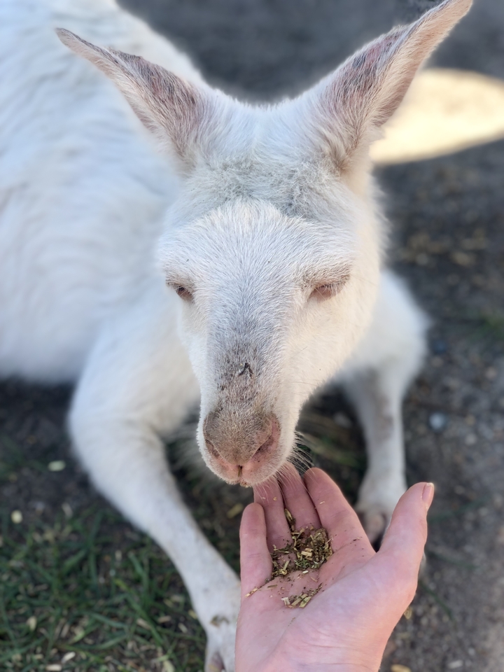Close-up of a white kangaroo resting.