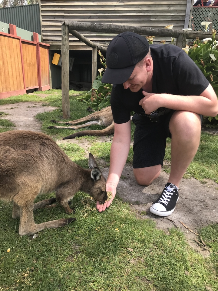 Person feeding a kangaroo in a wildlife park.