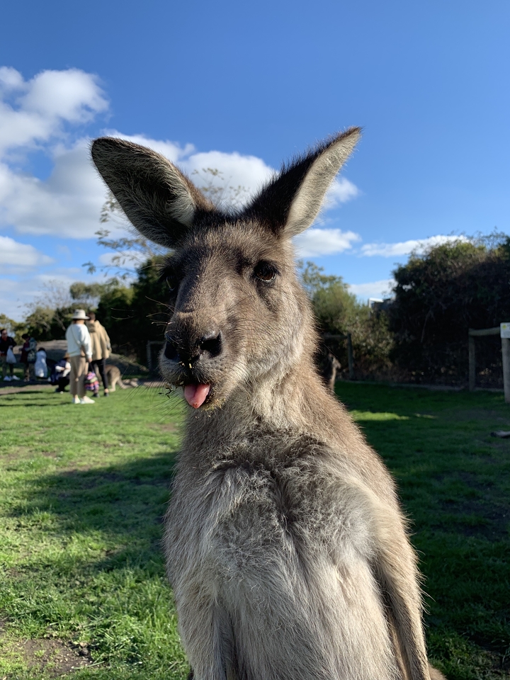 Close-up of a kangaroo with its tongue out.