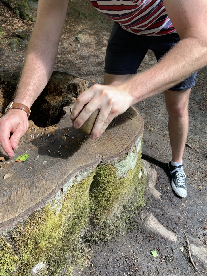 Une personne plaçant des pièces de monnaie sur une souche d'arbre dans une zone forestière.