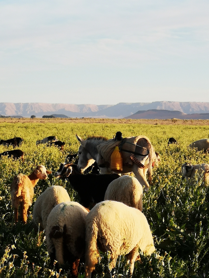 Donkey and goats grazing in a field with mountains in the background.