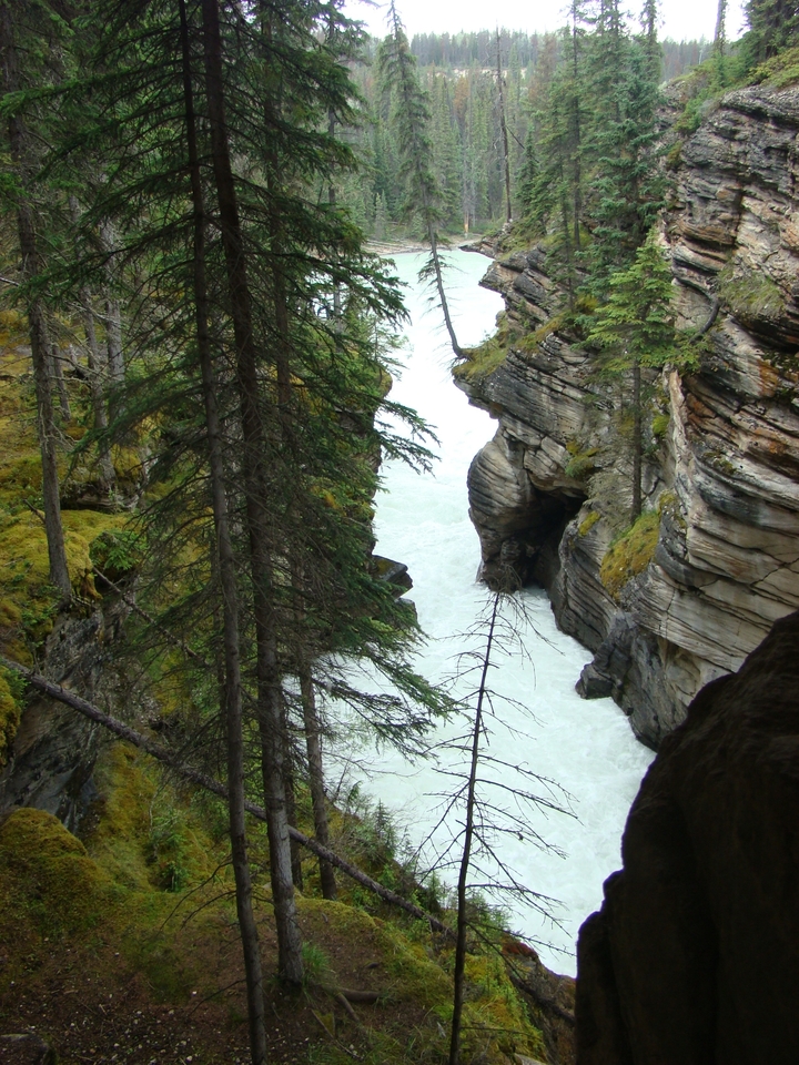 River cutting through rocky canyon with trees around.