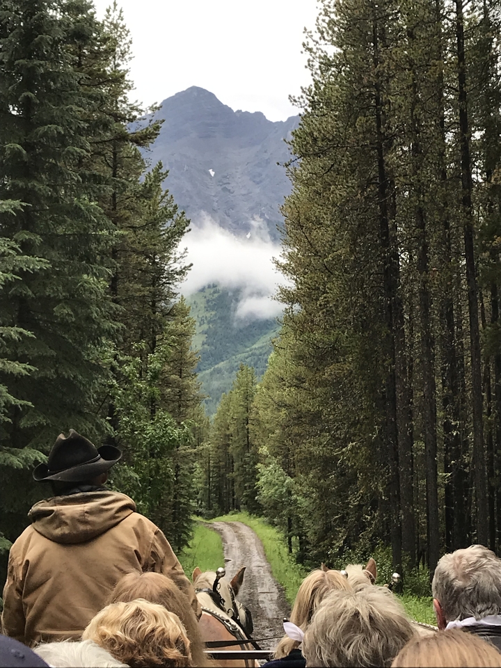 Hiking trail through dense forest with a mountain view.