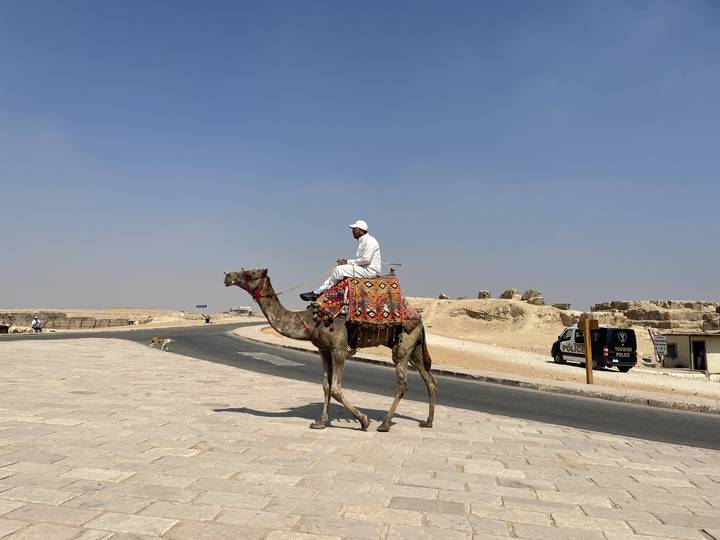 Person riding a camel on a road near the pyramids.