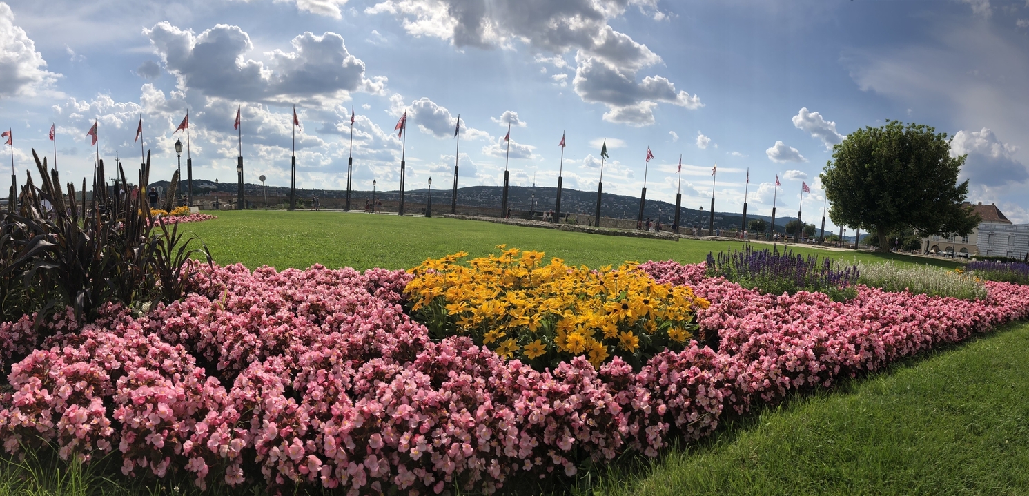 Colorful flowerbeds with a cityscape in the background.