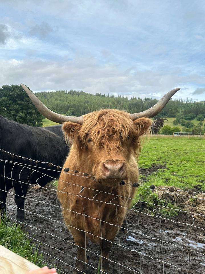 Close-up of a Highland cow behind a fence with a rural landscape.