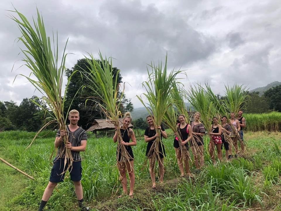 People holding sugar canes in a field.