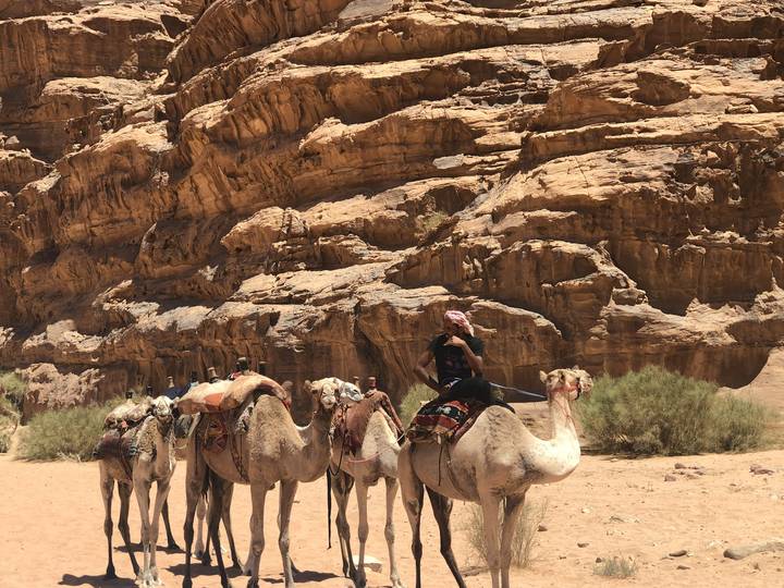 Person leading camels through a desert landscape.
