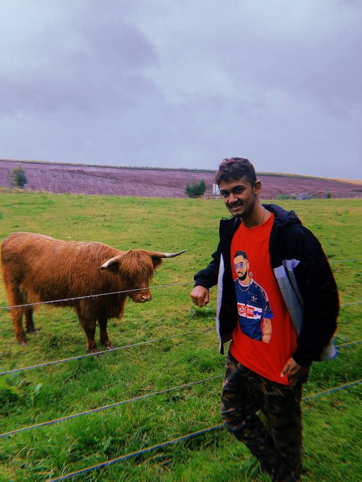 Person posing with a Highland cow in a grassy field.
