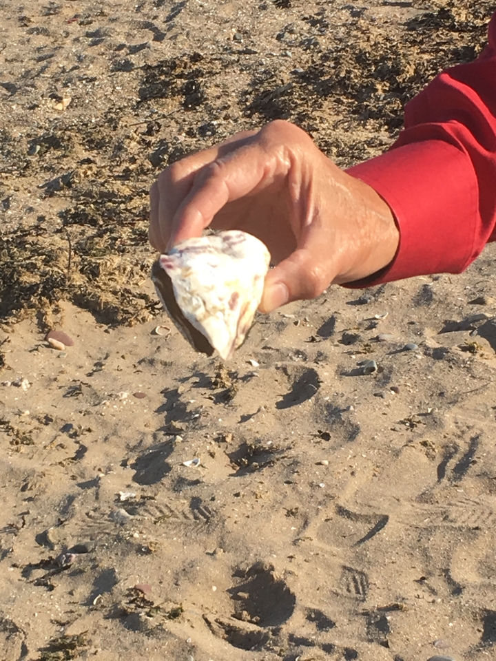 Gros plan d'un coquillage tenu dans la main sur la plage.