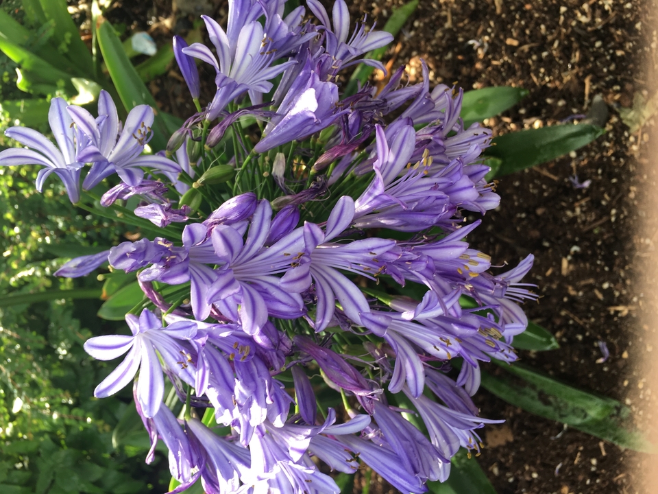 Gros plan de fleurs violettes dans un jardin.