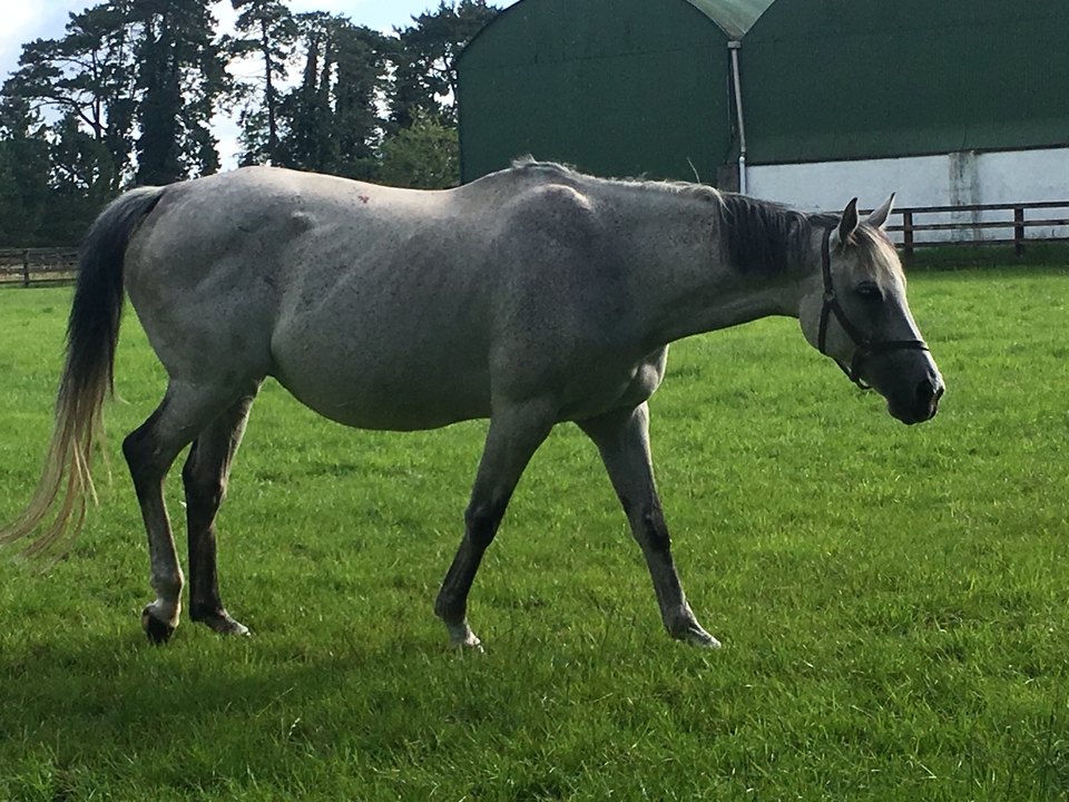 Cheval marchant dans un champ herbeux.